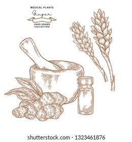 Ginger root, leaves and flowers set. Medical plants collection. Vector illustration hand drawn.
