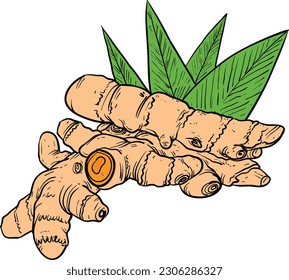 Ingwer-Wurzel mit Blättern. Handgezeichnete Skizze. Vektorgrafik.