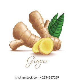 Ginger Root and Leaves. Ginger Realistic Elements for Labels of Cosmetic Skin Care Food  Product Design. Vector Isolated Illustration