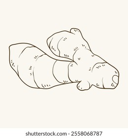 Ginger root, line art, hand drawn vector illustration