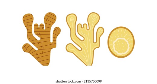 Producto de especias orgánicas de la raíz de jengibre para cocinar. La raíz picante está pintada en un estilo plano. 