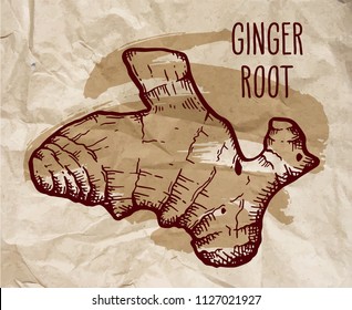 Ginger root over vintage brown crumpled paper background with brush stroke. Hand drawn sketch herbs and spices vector engraving illustration.