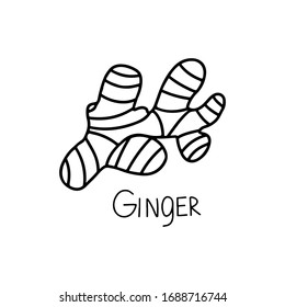 Ginger root plant. Hand drawn doodle vector illustration isolated on white background. Spicy herbs, cooking ingredient. Design for card, coloring book