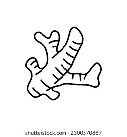 Ginger root plant. Hand drawn sketch vector illustration isolated on white. Spicy herbs. Ginger Doodle design cooking ingredient for food. Seasoning spice herb.