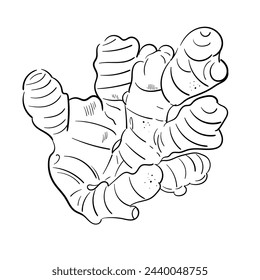 Ginger root plant. Hand drawn sketch vector illustration isolated on white. Spicy herbs. Ginger Doodle design cooking ingredient for food. Seasoning spice herb. For menu, book, article, recipe