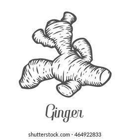 Ginger Sketch Vector Illustration For Food Design Flat icon  stock vector  4474382  Crushpixel