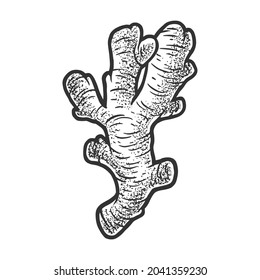 ginger root plant sketch engraving vector illustration. T-shirt apparel print design. Scratch board imitation. Black and white hand drawn image.