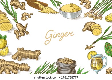 Afiche o pancarta de la raíz del jengibre. Rizoma picado, fondo de planta fresca. Bolsa y té en vaso de vidrio. Esbozo dibujado a mano grabado por el vector. Piezas de juego de ingredientes. Especie desconcertante. 