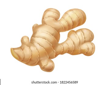 Ginger root realistic isolated. Realistic vector illustration.
