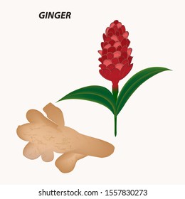 Ginger - root and red inflorescence - isolated on a light background - vector. The medicine. Useful plants.