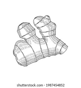 Ginger root, seasoning and condiment plant, hand drawn sketch vector illustration, vintage engraving isolated on white background.