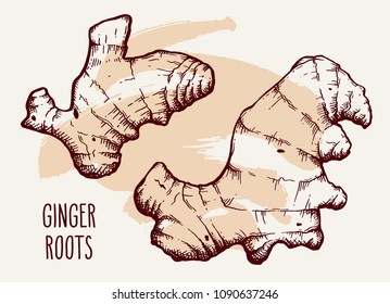 Ginger root set over brown brush stroke and white background. Hand drawn vintage sketch. Herbs and spices vector illustration.