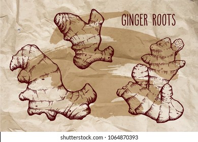 Ginger root set over vintage brown crumpled paper background with brush stroke. Hand drawn sketch herbs and spices vector engraving illustration.
