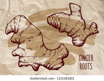 Ginger root set over vintage brown crumpled paper background with brush stroke. Hand drawn sketch herbs and spices vector engraving illustration.