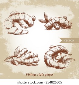 Ginger root set. Vintage retro background with hand drawn sketch ginger root. Herbs and spices vector illustration