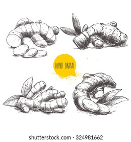 Ginger root set. White background with isolated hand drawn sketch ginger root. Herbs and spices vector illustration.