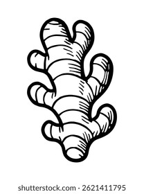 Ginger Root Sketch Black Line Art