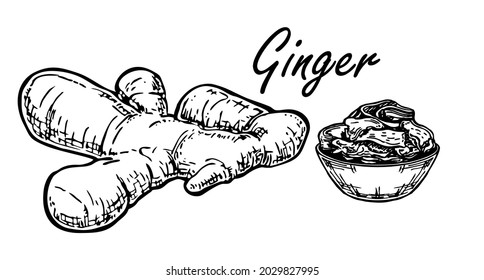 Ginger root. Sketch pickled ginger. Sushi condiment isolated on white background. Asian spice. Sliced ginger root. Vector design illustration