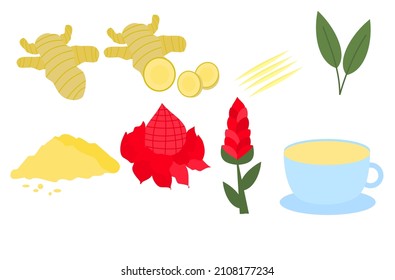 Ginger root, sliced ginger, flowers, leaves, powder and tea.Curry paste for food or menu.Herb for traditional Medicine.Herbal concept.Sign, symbol, icon or logo isolated.Cartoon vector illustration.