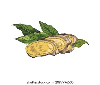 Ginger root sliced with green leafs, sketch vector illustration for herbal tea label or package design. Turmeric root cut, colored vintage drawing for curcuma spice label design.