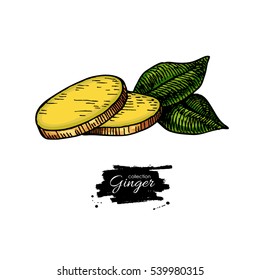 Ginger root sliced pieces. Vector hand drawn illustration. Artistic style flavor with leaves. Herbal spice. Detox food ingredient.