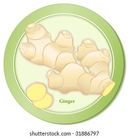 Ginger Root and Slices. Popular, zesty, spicy flavor for Indian, Chinese, Asian and international cuisines. Also health food. EPS8 compatible. See more herbs and spices in this cooking series. 