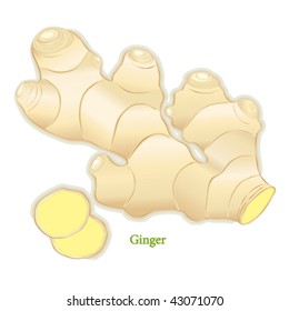 Ginger Root and Slices. Popular, zesty, spicy flavor for Indian, Chinese, Asian and international cooking. Also considered a medicinal health food. See more spices in this series. EPS8 compatible.