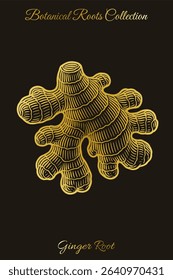Ginger root with textured rhizome form. Vintage botanical engraving. Perfect for packaging, education, herbal medicine, t-shirt and tote bag printing. Editable vector from Botanical Roots Collection