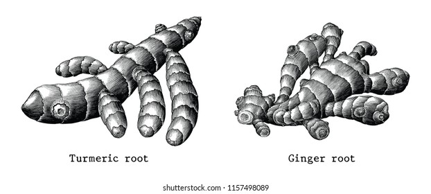 Ginger root and Turmeric root botanical hand draw vintage clip art isolated on white background