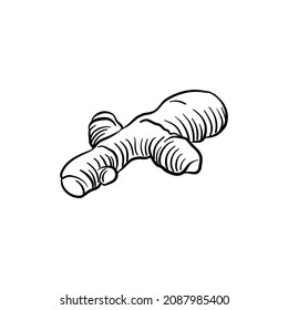 ginger root, vector drawing sketch of vegetable isolated at white background,hand drawn illustration