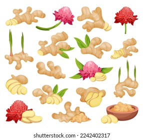 Juego de la mano dibujada por el vector de la raíz del jengibre. Ilustración artística de color. Especias de hierbas. Ingrediente alimentario Detox, vector de dibujos animados del inmunomodulador natural