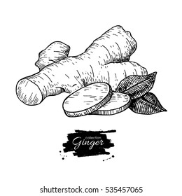 Ginger root vector hand drawn illustration.  Root and sliced pieces . Engraved style flavor. Herbal spice. Detox food ingredient.