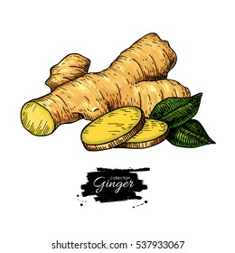 Ginger root vector hand drawn illustration.  Root and sliced pieces . Artistic style colorful flavor drawing. Herbal spice. Detox food ingredient.