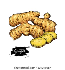 Ginger root vector hand drawn illustration.  Root and sliced pieces . Artistic style colorful flavor drawing. Herbal spice. Detox food ingredient.