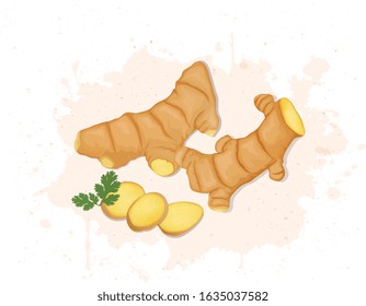 Ginger root vector illustration with coriander leaves and ginger slices