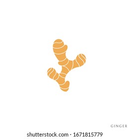 Ginger root. Vector illustration EPS10. Isolated ginger on white background