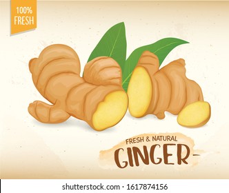 Ginger root vector illustration with green leaves on brown background