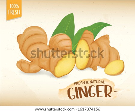 Ginger root vector illustration with green leaves on brown background