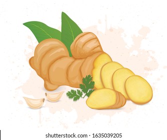 Ginger Root vector illustration with pieces of ginger and garlic cloves