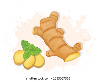 Ginger root vector illustration with ginger slices and mint leaves