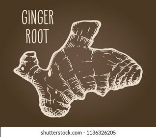 Ginger root in vintage beige isolated over brown background. Hand drawn sketch herbs and spices vector illustration.