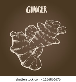 Ginger root in vintage beige isolated over brown background. Hand drawn sketch herbs and spices vector illustration.