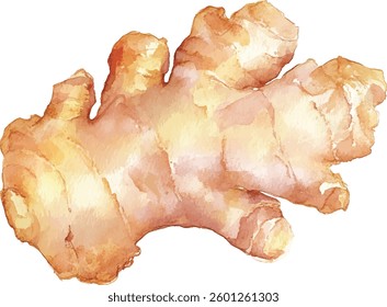 Ginger Root Watercolor  - Isolated on White vector illustration