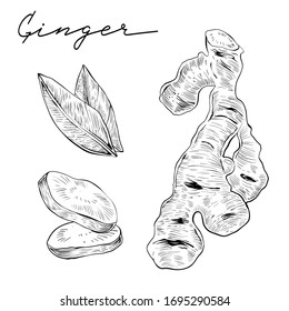 Ginger root whole and slices and leaves set, vector