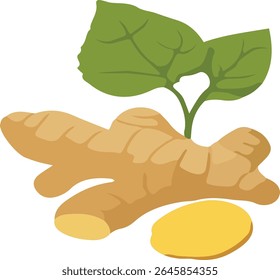 Raiz de gengibre (Zingiber officinale) com ilustração de folha e vetor de fatia. Especiarias frescas em um design plano e estilizado. Ícone saudável do ingrediente alimentar de ervas, isolado no fundo branco