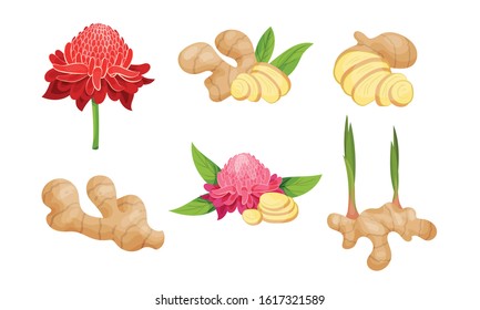 Ginger Roots and Flowers Isolated on White Background Vector Set
