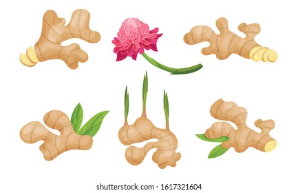 Ginger Roots and Flowers Isolated on White Background Vector Set