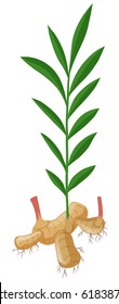 Ginger with roots and leaves illustration