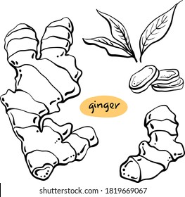 Ginger. Roots and powder. Black line sketch collection of herbs and spices isolated on white background. Doodle hand drawn healthy food icons. Vector illustration