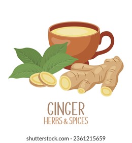 Ginger roots, slices and ginger tea. Herbs and spices. Illustration, vector